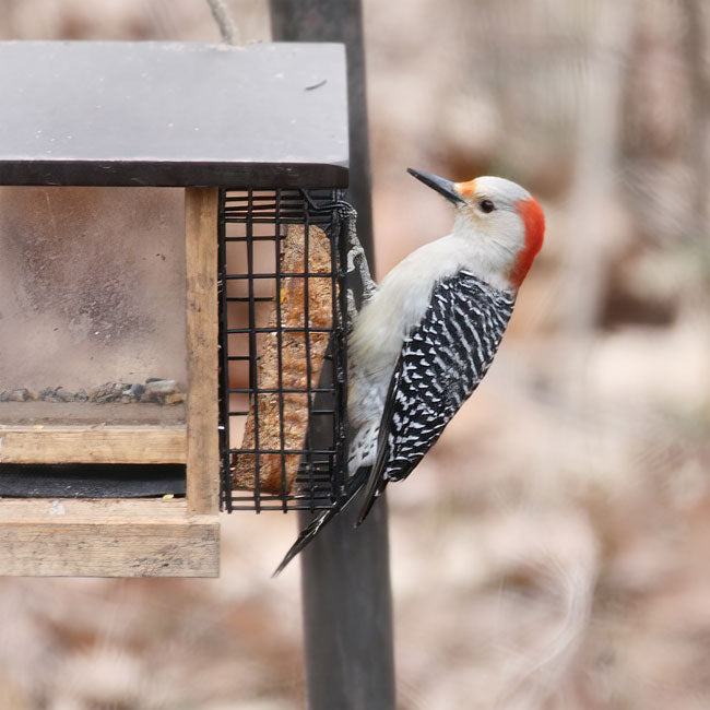 Pine Tree Never Melt Hot Pepper Suet Cakes, 12 oz, 24 Cakes